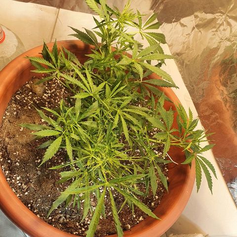 Amnesia kush  #1 growlog timeline photo