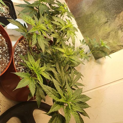 Gorilla Girl "Esqueje" growlog timeline photo