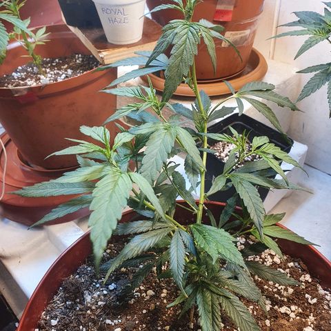 OPR "Original Punto Rojo " growlog timeline photo