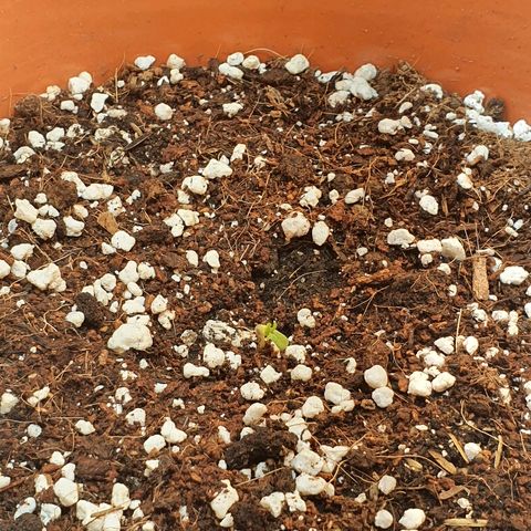 Mango 🥭  growlog timeline photo