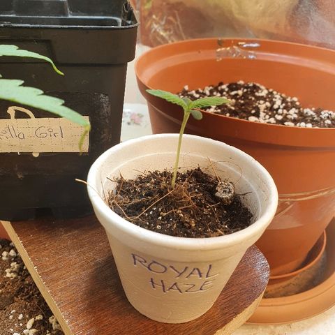 Royal Haze  growlog timeline photo