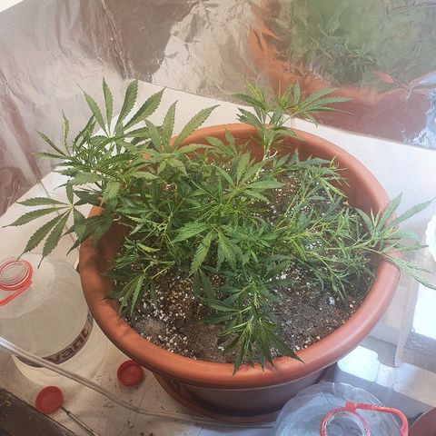 Amnesia kush  #1 growlog photo: 2 amares lst