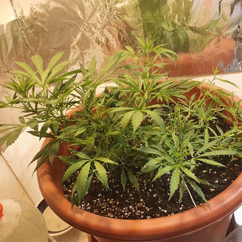 Amnesia kush  #1 growlog photo: Engorde