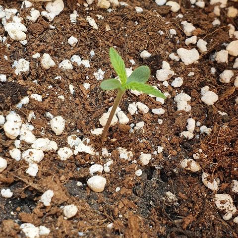 Mango 🥭  growlog photo: 4 hojas 