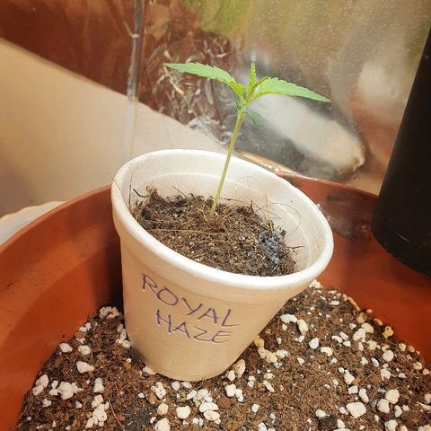 Royal Haze  growlog photo: 6 hojas