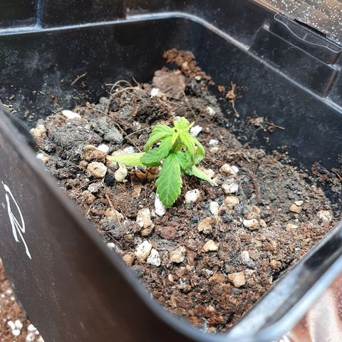 Gorilla Girl  growlog timeline photo