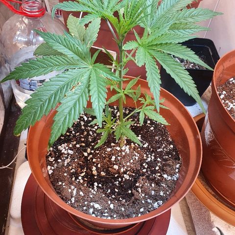 Northern Lights growlog timeline photo