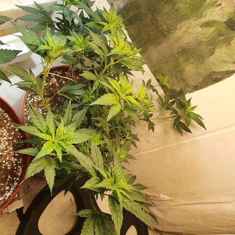 Gorilla Girl "Esqueje" growlog timeline photo