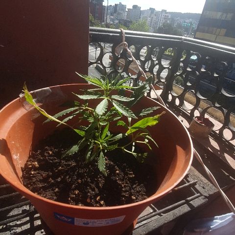 Amnesia kush  #1 growlog photo: Estaba en exterior 