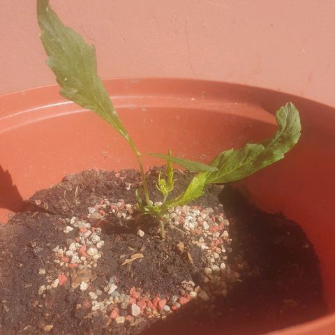 Amnesia kush  #1 growlog photo: Y de repente comenzó a crecer 