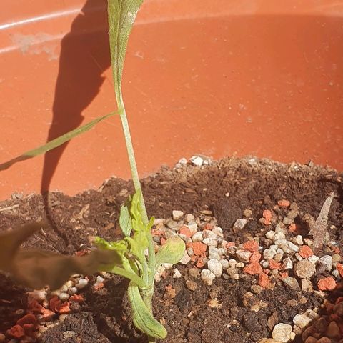 Amnesia kush  #1 growlog timeline photo