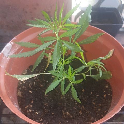 Amnesia kush  #1 growlog timeline photo