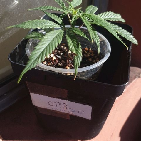 OPR "Original Punto Rojo " growlog timeline photo