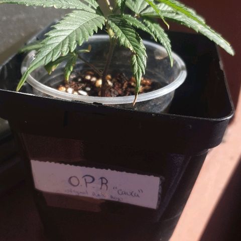 OPR "Original Punto Rojo " growlog timeline photo