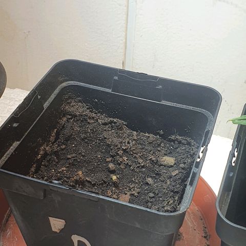 Amnesia kush  #1 growlog timeline photo