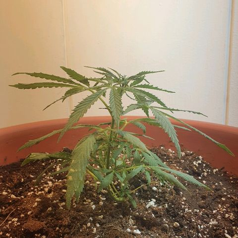 Amnesia kush  #1 growlog photo: Transplante 