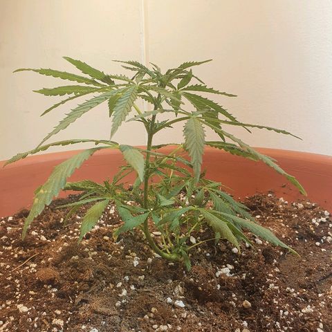 Amnesia kush  #1 growlog photo: Transplante 
