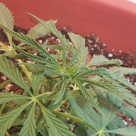 Amnesia kush  #1 growlog photo: Transplante 