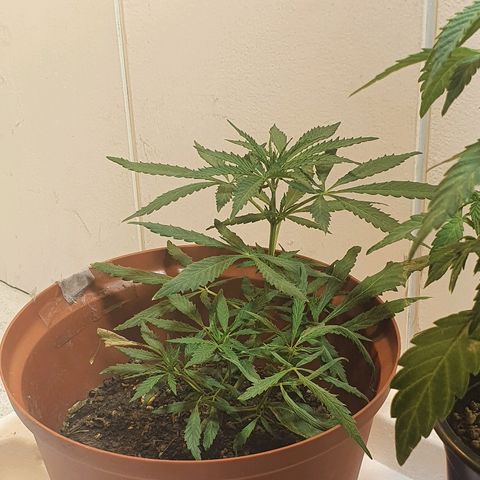Amnesia kush  #1 growlog timeline photo