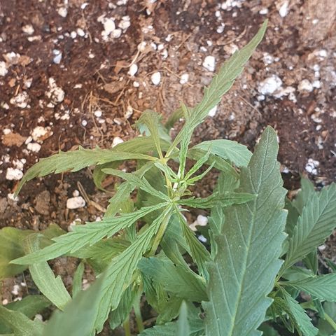 Amnesia kush  #1 growlog photo: Transplante 