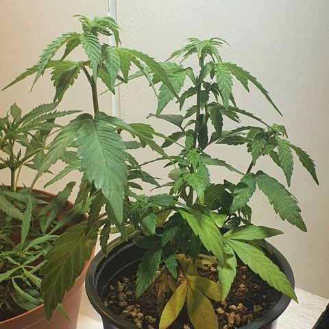 Amnesia kush  #1 growlog timeline photo