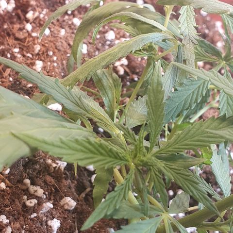 Amnesia kush  #1 growlog photo: Transplante 