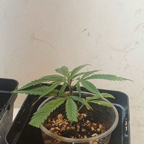 Amnesia kush  #1 growlog timeline photo