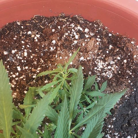Amnesia kush  #1 growlog photo: Transplante 