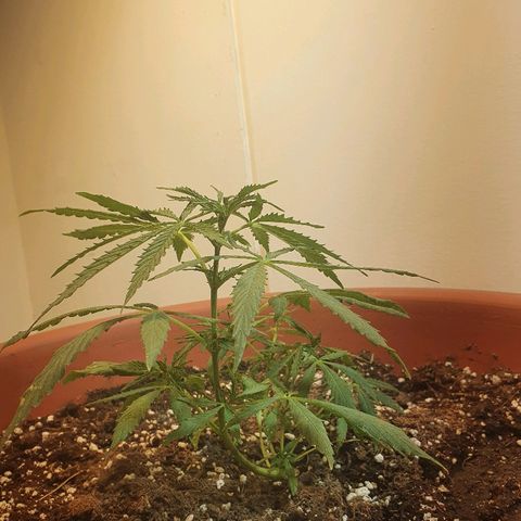 Amnesia kush  #1 growlog photo: Transplante 