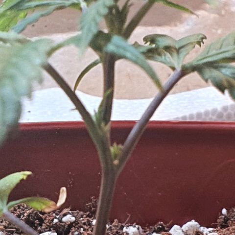 OPR "Original Punto Rojo " growlog photo: Transplante 