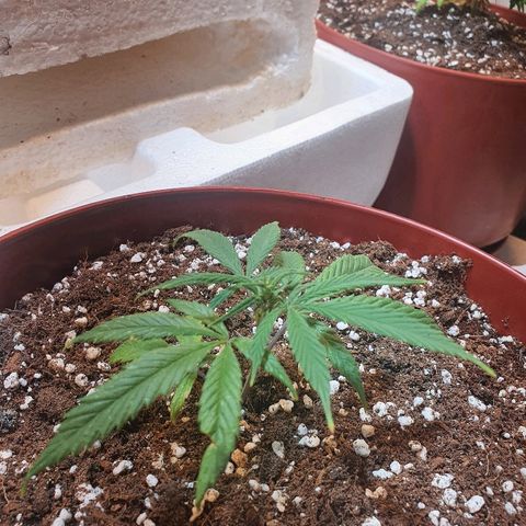 OPR "Original Punto Rojo " growlog photo: Transplante 