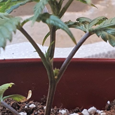 OPR "Original Punto Rojo " growlog photo: Transplante 