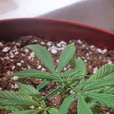 OPR "Original Punto Rojo " growlog photo: Transplante 