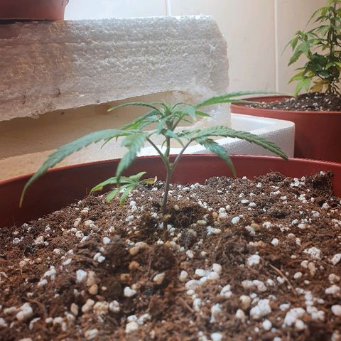 OPR "Original Punto Rojo " growlog photo: Transplante 