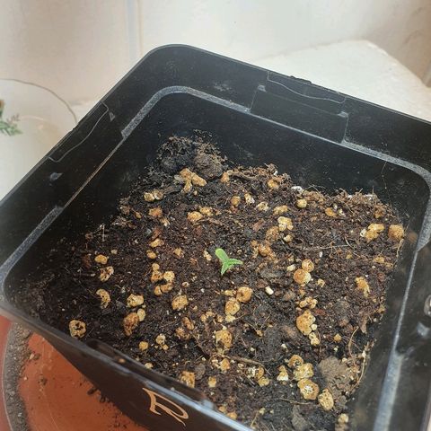 Gorilla Girl  growlog timeline photo
