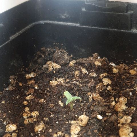 Gorilla Girl  growlog timeline photo
