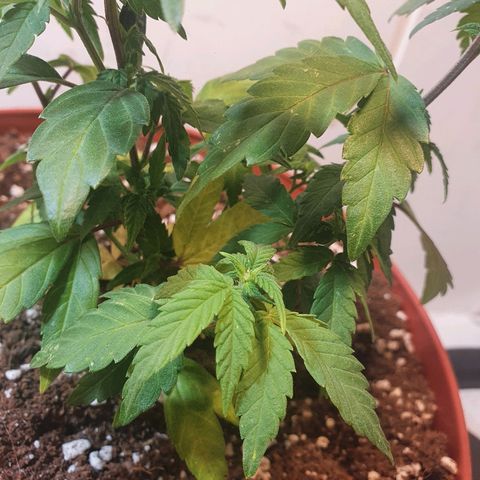 Gorilla Girl "Esqueje" growlog photo: Transplante 