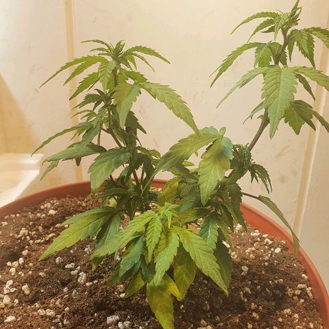 Gorilla Girl "Esqueje" growlog photo: Transplante 