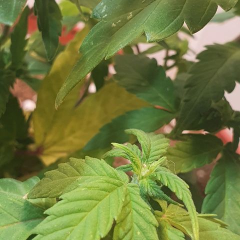 Gorilla Girl "Esqueje" growlog photo: Transplante 