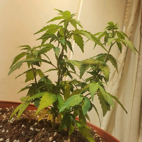 Gorilla Girl "Esqueje" growlog photo: Transplante 