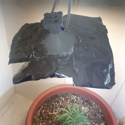 Amnesia kush  #1 growlog timeline photo