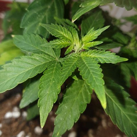 Gorilla Girl "Esqueje" growlog timeline photo