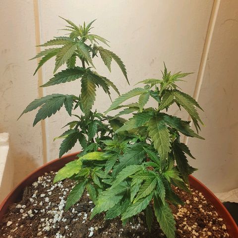 Gorilla Girl "Esqueje" growlog timeline photo