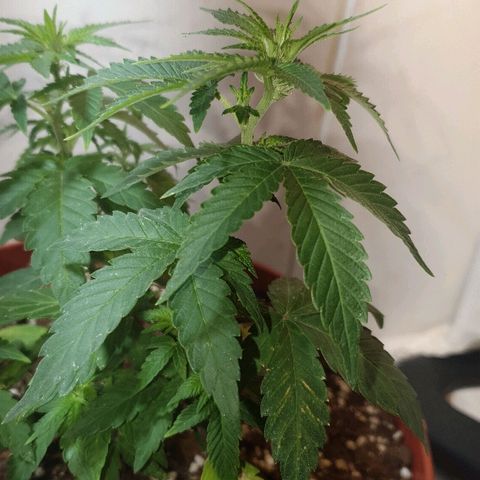 Gorilla Girl "Esqueje" growlog timeline photo