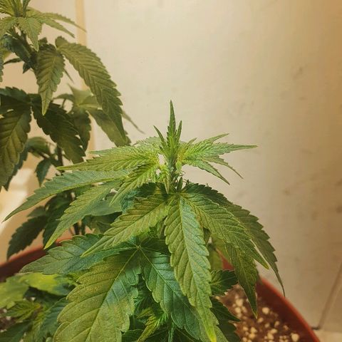 Gorilla Girl "Esqueje" growlog timeline photo