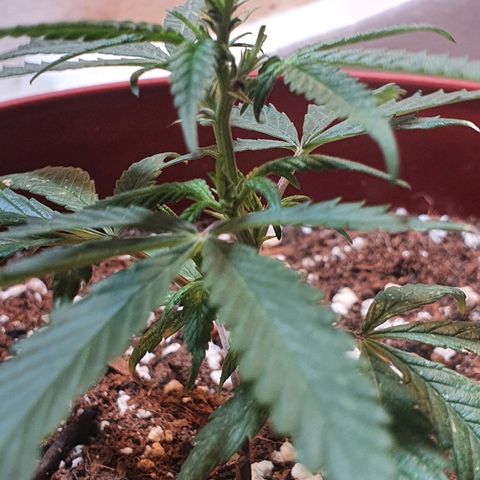 OPR "Original Punto Rojo " growlog timeline photo