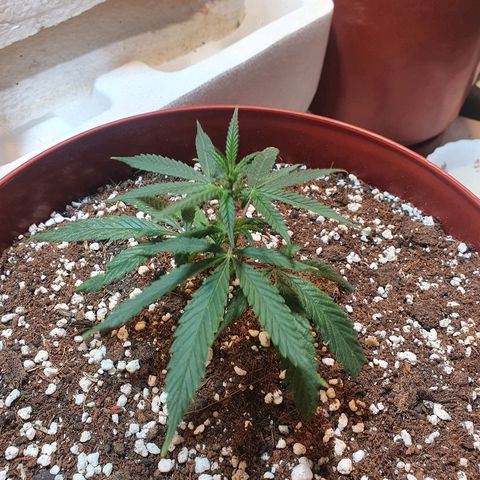 OPR "Original Punto Rojo " growlog timeline photo