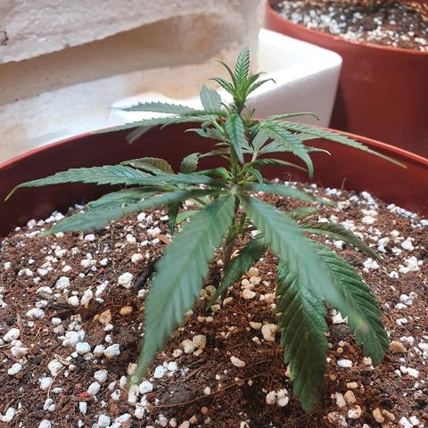 OPR "Original Punto Rojo " growlog timeline photo