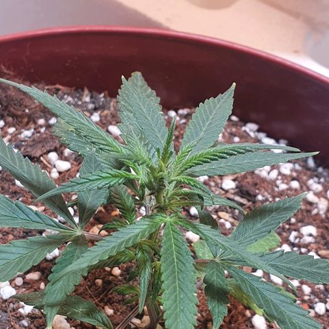OPR "Original Punto Rojo " growlog timeline photo