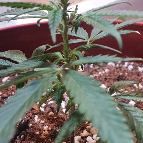 OPR "Original Punto Rojo " growlog timeline photo
